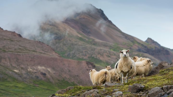 Бараны - как фильм с язвительным названием пересказывает евангельскую притчу