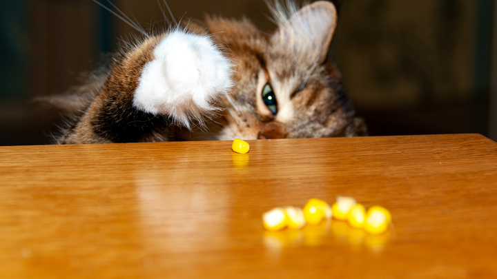 Кот Кузя спас 10-летнего школьника от смерти в огне