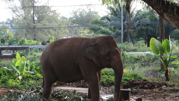 В России дополнили список запрещённых к содержанию животных