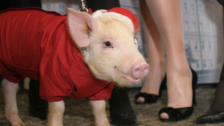 Путин почесал свинью. Американцы всё предвидели заранее: Старая байка пришлась как нельзя к месту