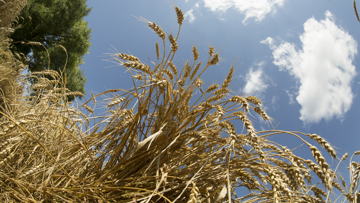 США прорабатывают план вывоза зерна с Украины наземным транспортом