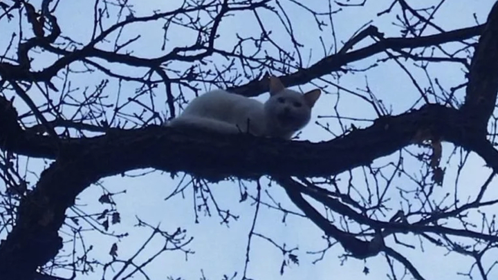 Спасатели Новороссийска спасли кота, который двое суток просидел на дереве