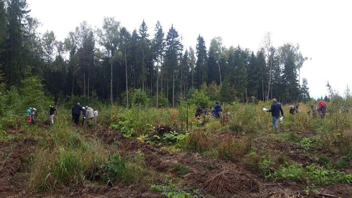 Лес Победы – совсем скоро! Жители Пушкинского собираются в Ельдигино