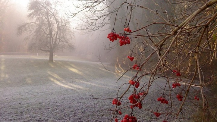 В Санкт-Петербурге зафиксировали первые заморозки