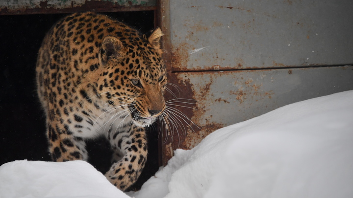 Малыши потерялись в снегу: Как в Приморье спасали леопардов от смерти