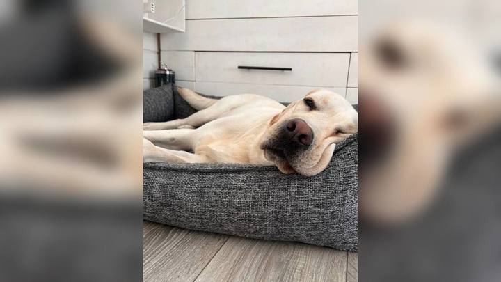 Мама для Джека: лабрадору-поводырю из Краснодара нашли новый дом