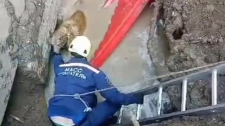 Две собаки упали в размытую водой яму возле жилого дома в Новосибирске