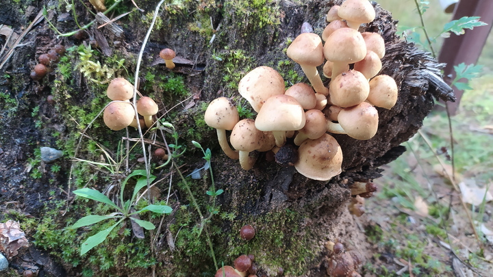 Волну осенних опят прогнозируют в конце сентября