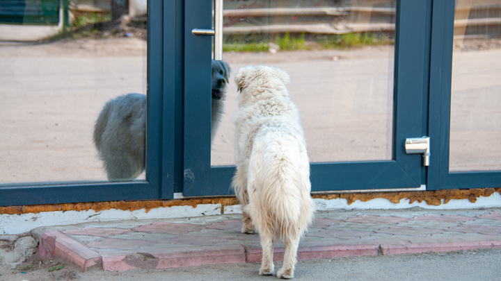 Облил соляркой и искалечил морду. В Тобольске живодёр изувечил собаку, полиция разводит руками