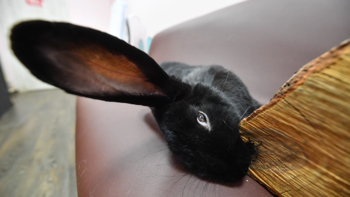 В Красную книгу Москвы внесены 573 вида животных, растений и грибов