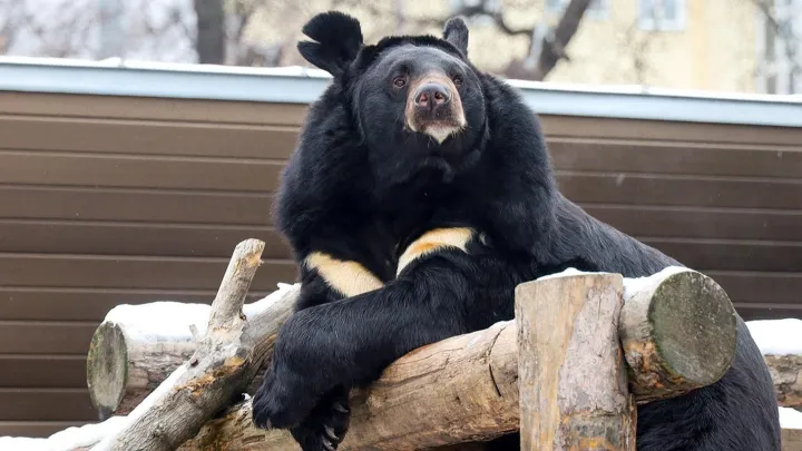 Гималайский медведь Вася впервые впал в спячку в Московском зоопарке