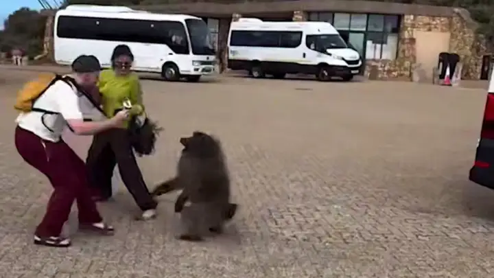 Бабуин подрался с русскими туристами за чипсы в ЮАР, это сняли на видео