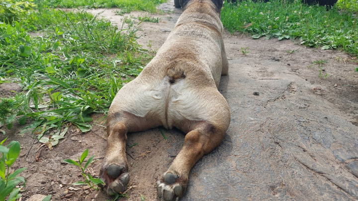 Ошейник, таблетки, капли: как защитить собаку от клещей