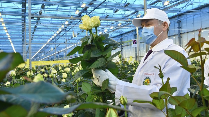7 миллионов роз ежегодно, хризантемы и герберы планируют выращивать под Новосибирском