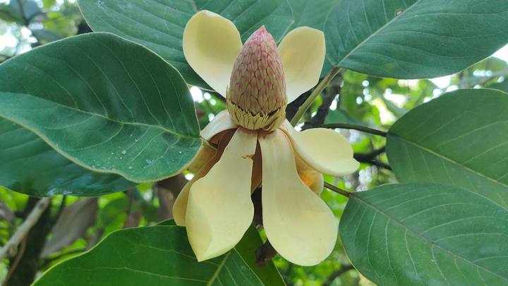 Магнолия Делавея впервые зацвела в нацпарке Сочи второй раз за год