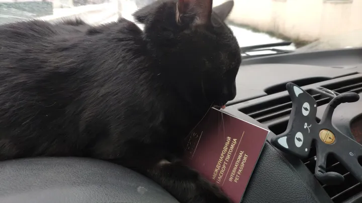 Mash: Москвич разорился на лечении старого кота и подал на банкротство