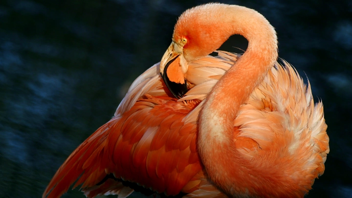 За пернатыми обитателями Московского зоопарка теперь можно наблюдать онлайн