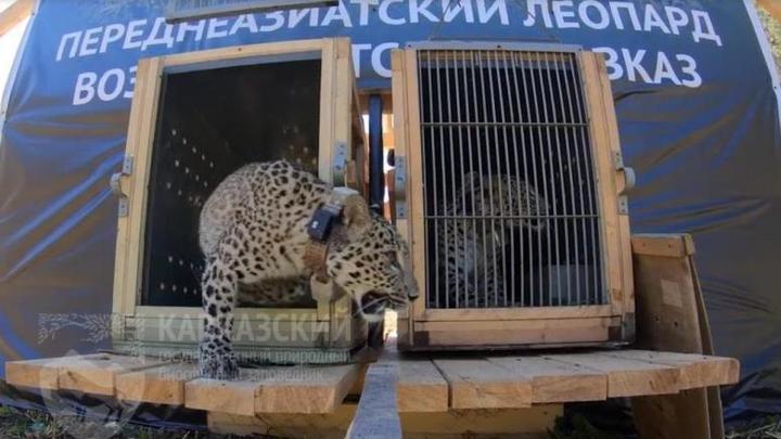 В Сочи до конца года появятся еще леопарды