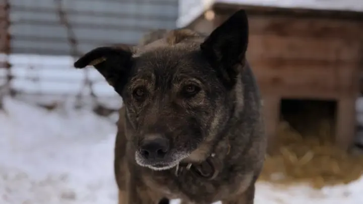 Притронуться не даёт: в челябинском приюте не уверены, что Додобоня обретёт дом