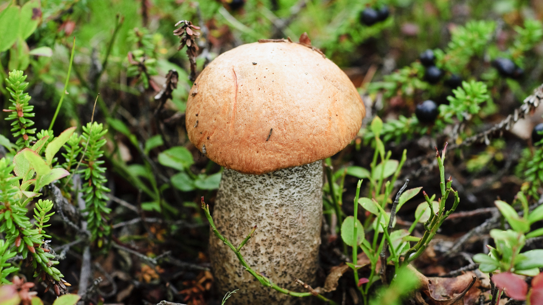 Как отличить ложные грибы-двойники от съедобных