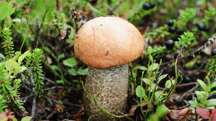 Как отличить ложный гриб от съедобного и что делать при отравлении