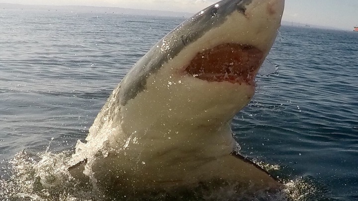 Наперегонки с акулой: Американский пловец бросил вызов морскому хищнику