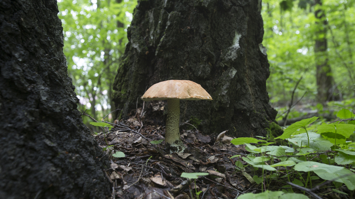 Почти 130 грибников потерялись в лесах Московской области в выходные