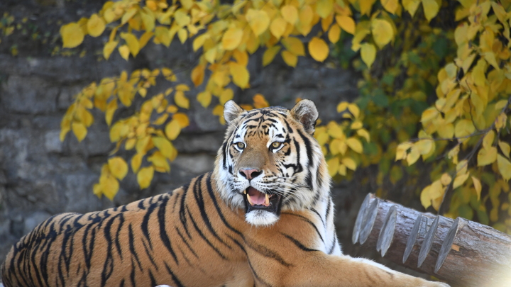 Тигр держит в страхе село в Приморье: Люди боятся выходить на улицу