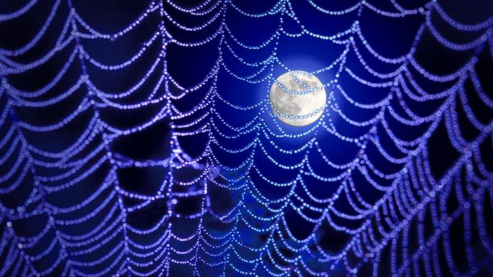 Биофизики: лунные пауки слышат добычу и ловят её конусным выстрелом