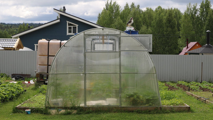 Погода в Ленинградской области на 23 июня 2022: ветер и +25