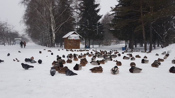 Власти передали парку «Антошка» в Кемерове полтонны зерна на корм уткам