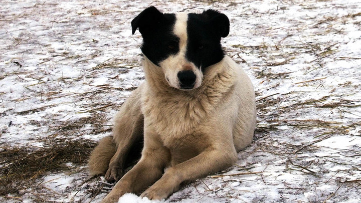 В Южной Корее принят закон о запрете выращивания собак для еды