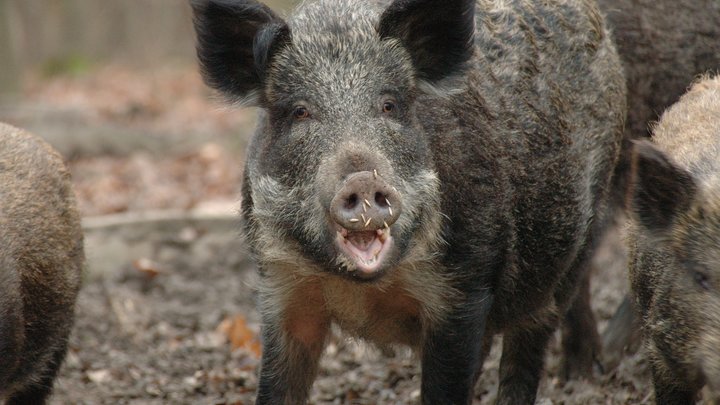 Дикие кабаны грабят огороды и сады в Ленобласти