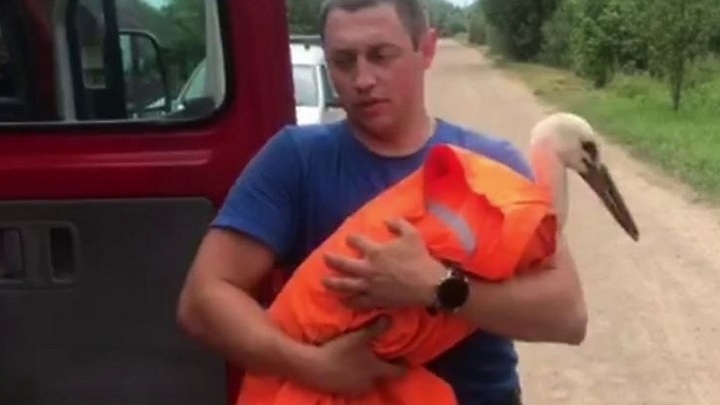 Белорусские спасатели спасли аиста, застрявшего на вышке связи в Витебске