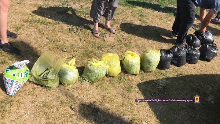 Два жителя Краснокаменска пойманы с восемью килограммами марихуаны
