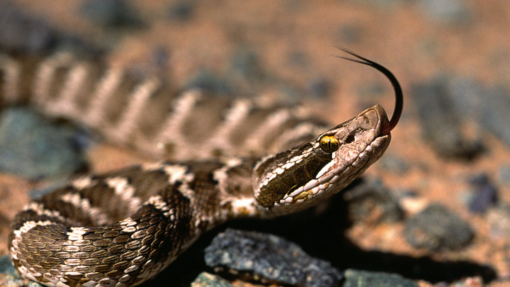 В центре Екатеринбурга в магазине нашли живую змею