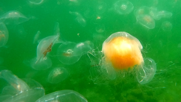 Кисельные берега: медузы заполонили пляжи Азовского моря