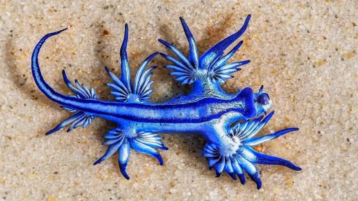 В Техасе на берег вынесло ядовитых голубых драконов: чем они опасны