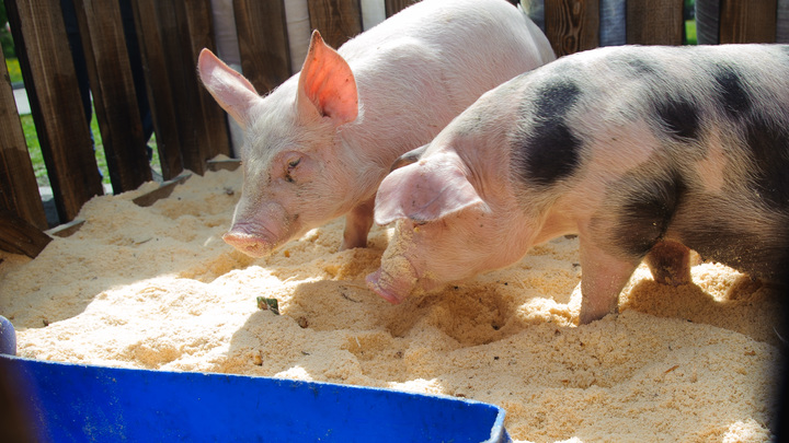 К Ленобласти подбирается африканская чума. Она угрожает свиньям