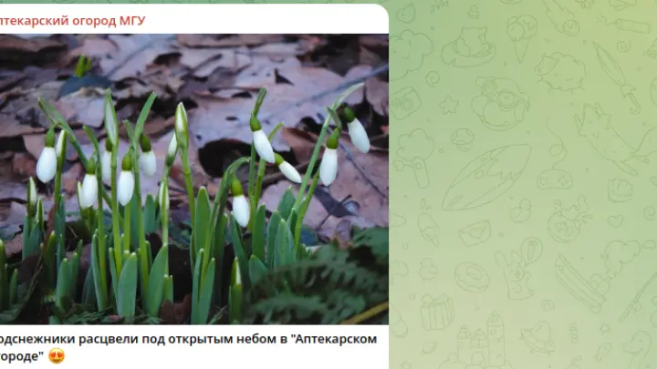 В Москве в Аптекарском огороде расцвели подснежники