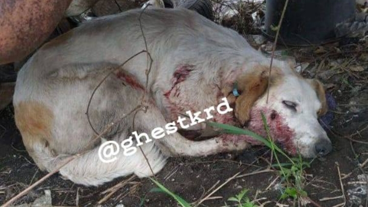 Сезон охоты продолжается: в пригороде Краснодара найдены ещё две расстрелянные собаки