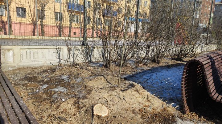 Общественники возмутились вырубкой 42 деревьев на площади Декабристов