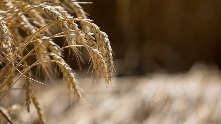 Вашингтон и Рим осудили Россию за выход из зерновой сделки - совместное заявление