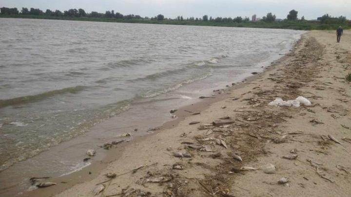 Берега Азовского моря и Цимлянского водохранилища усеяны мёртвой рыбой. А потом её продают на рынках