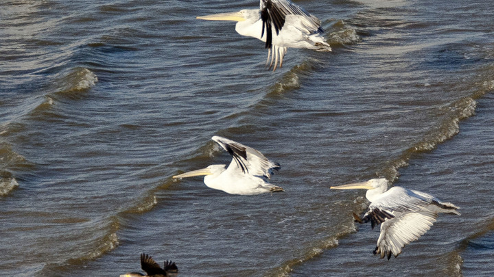 Ползком в спецкостюме: В Санкт-Петербурге спасли баклана с примёрзшим ко льду крылом