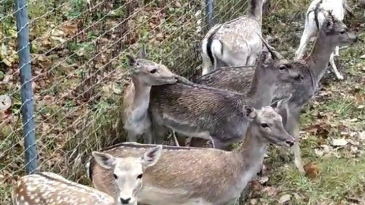 В лес под Горячим Ключом выпустили 25 грациозных ланей