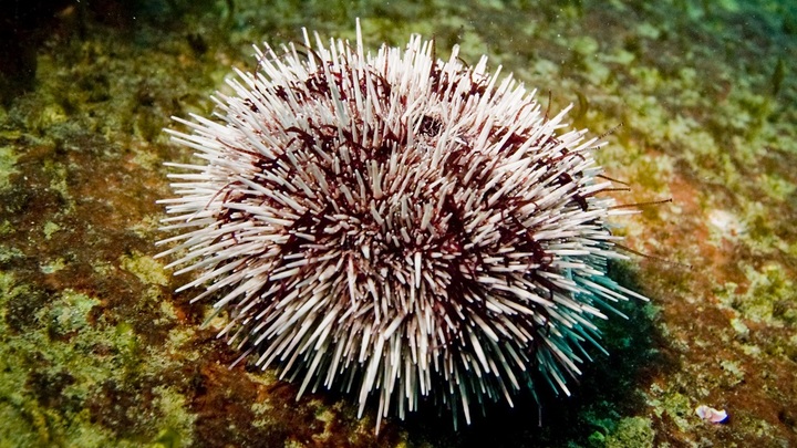 Морские ежи могут предотвратить рак? В России указали на характерную особенность