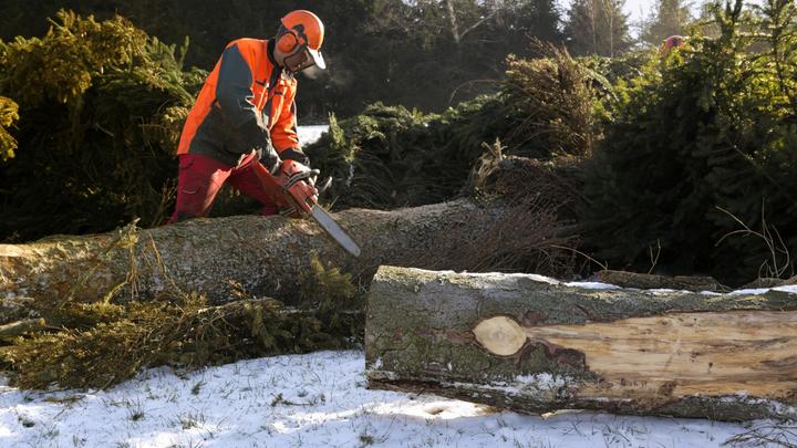 Мэр Новосибирска отозвал разрешение на вырубку деревьев в Нижней Ельцовке