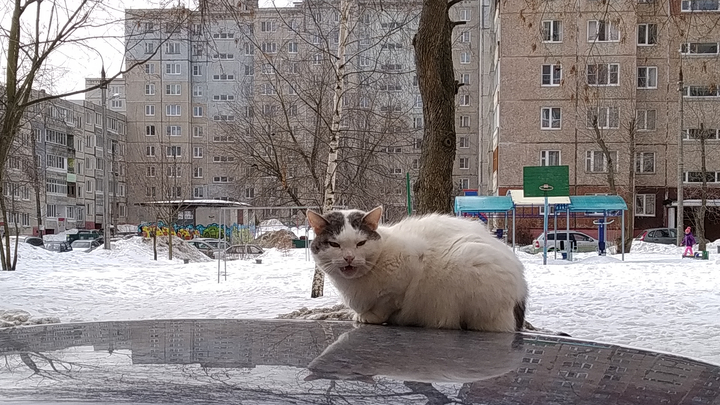 Во Владимирской области построят три приюта для бездомных животных