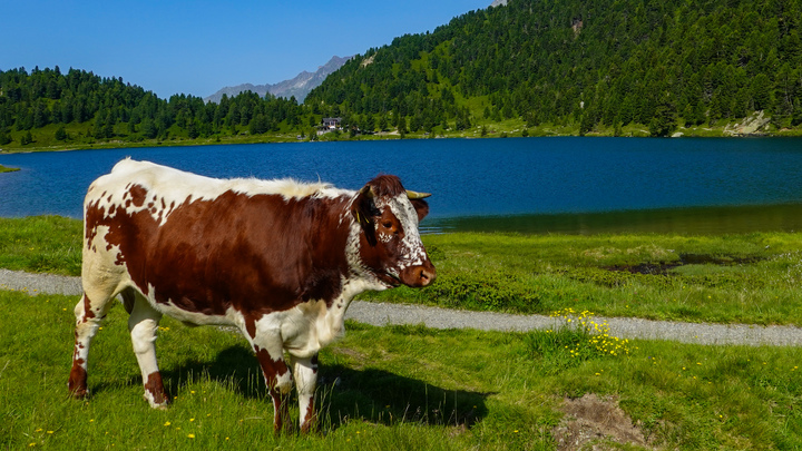 В Республике Алтай мужчина расстрелял пасущихся коров